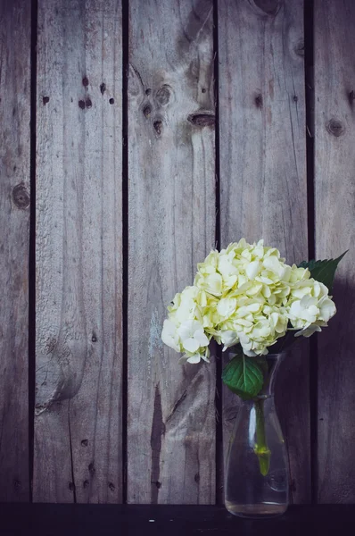 Hortensia bloem — Stockfoto