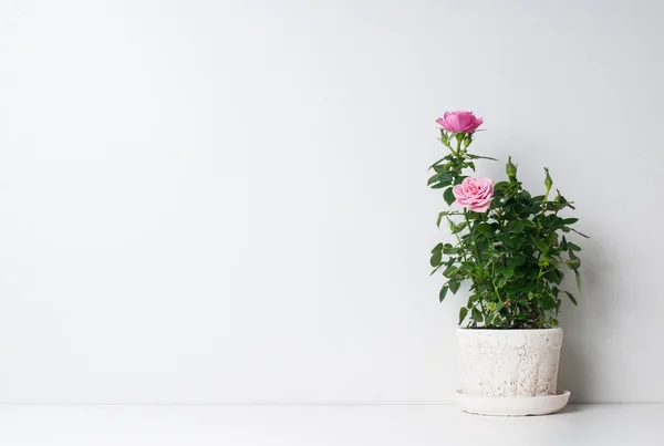 Rosas en una olla — Foto de Stock