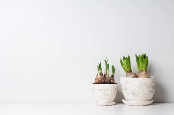 Brotes de jacinto y narcisos — Foto de Stock