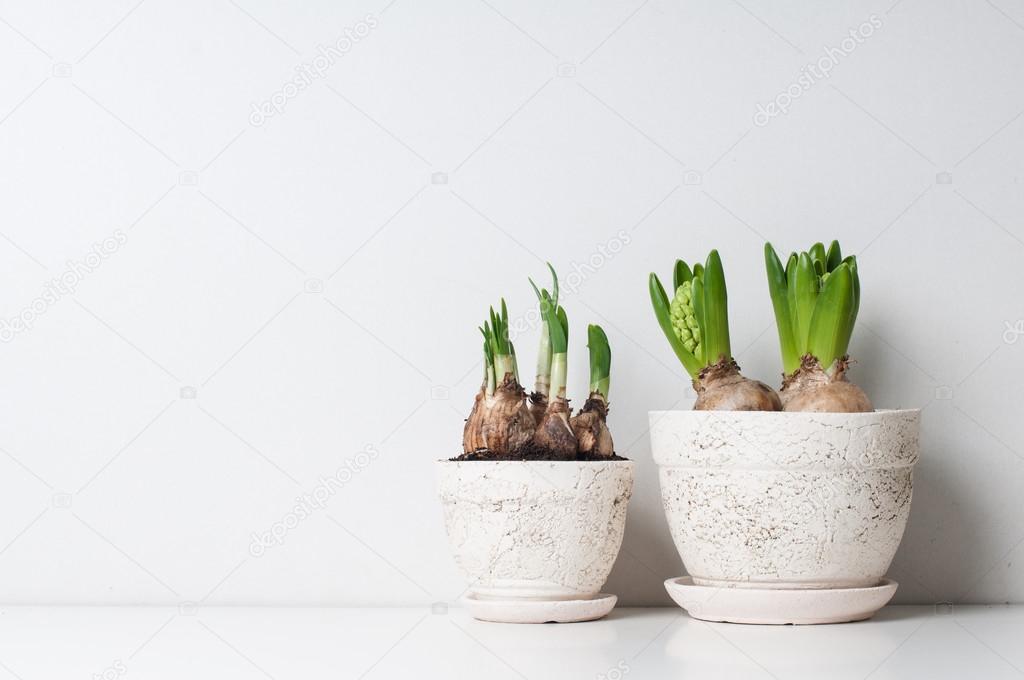 Hyacinth and narcissus sprouts