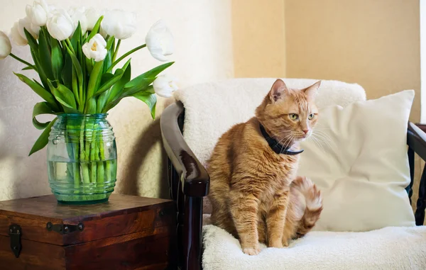 Interior del hogar, gato — Foto de Stock