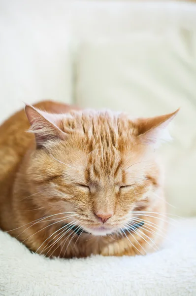 Katze schläft — Stockfoto