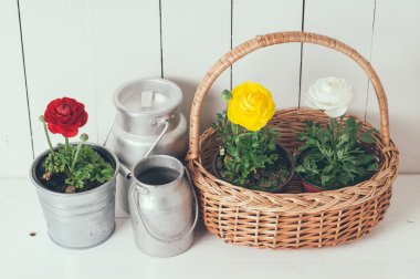buttercups