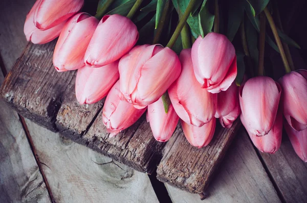 Frische rosa Tulpen im Frühling — Stockfoto