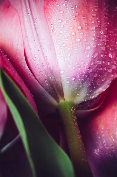 Tulipes avec gouttes d'eau — Photo