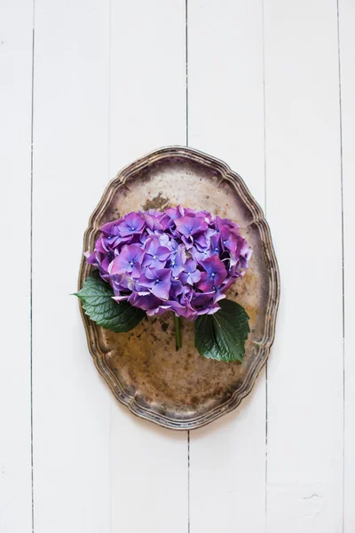 Purple hydrangea — Stock Photo, Image