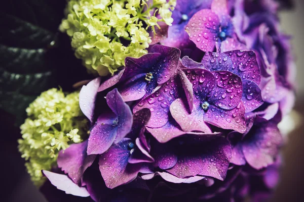 Flores frescas — Foto de Stock