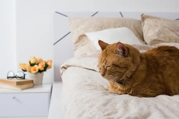 Gatto che dorme su un letto — Foto Stock