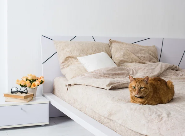 침대에서 자는 고양이 — 스톡 사진