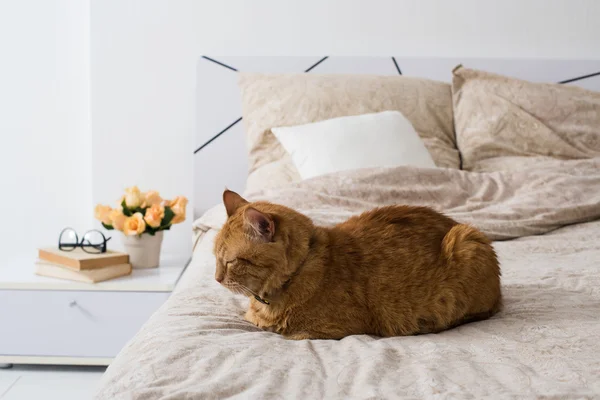 Katze schläft auf einem Bett — Stockfoto