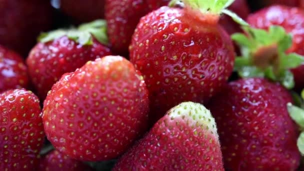 Fresas frescas — Vídeo de stock