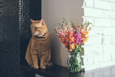 Aile içi kırmızı kedi