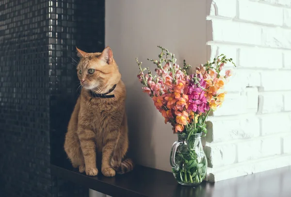 Gato rojo doméstico — Foto de Stock