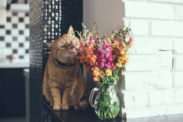 red cat smelling the flowers