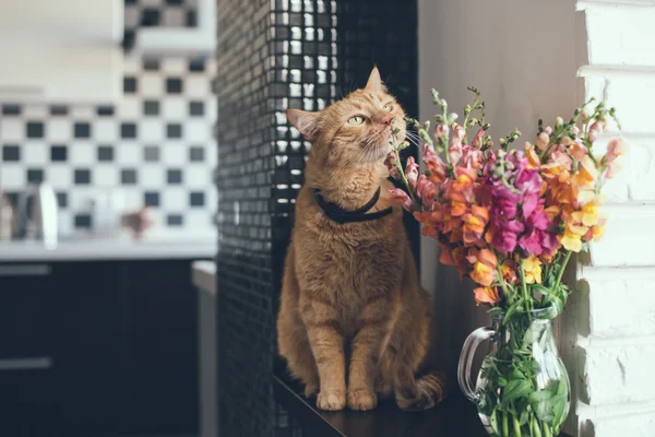 Gato vermelho cheirando as flores — Fotografia de Stock