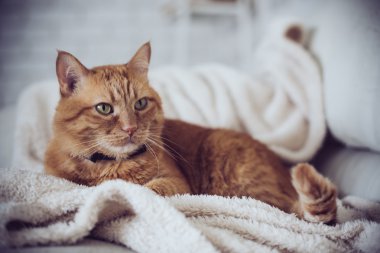 zencefil kedi