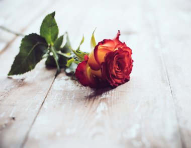 taze kırmızı gül