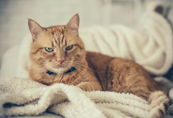 Ginger cat — Stock Photo, Image