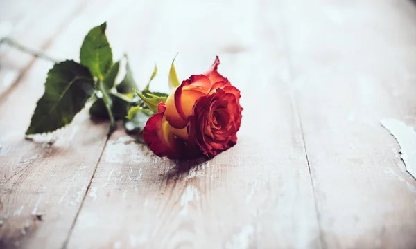 Fresh red rose — Stock Photo, Image