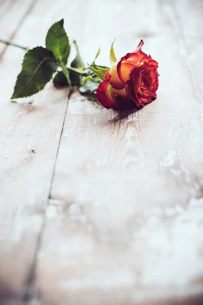 Свіжі Червона троянда — стокове фото