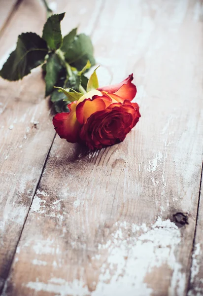 Rosa roja fresca —  Fotos de Stock