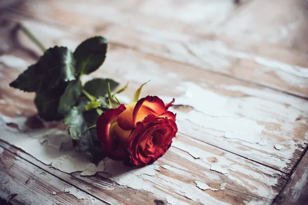 新鮮な赤いバラ — ストック写真