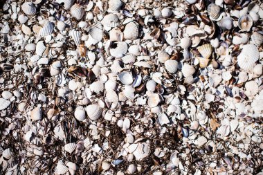 küçük deniz kabukları