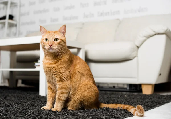 Ginger cat sitting — Stock Photo, Image