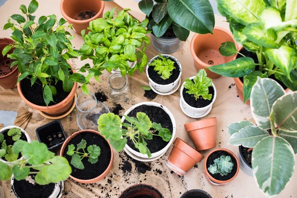 Balcony garden — Stock Photo, Image