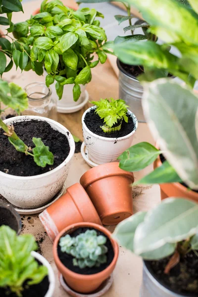 Balcony garden — Stock Photo, Image