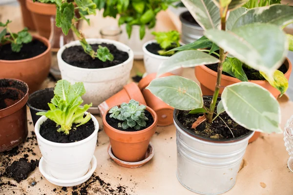 Balcony garden — Stock Photo, Image