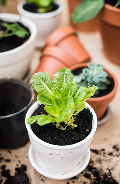 Balcony garden — Stock Photo, Image