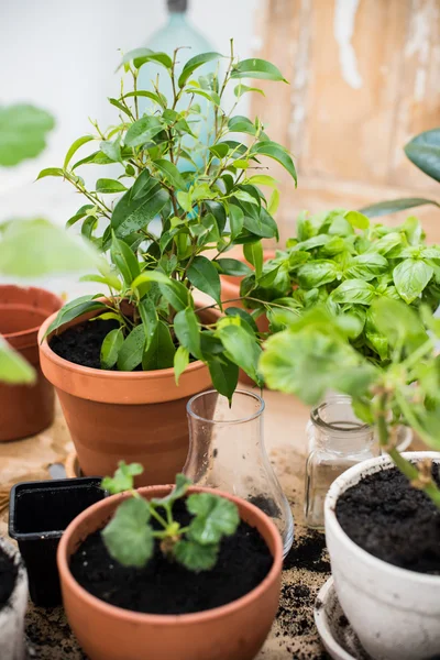 Balcony garden — Stock Photo, Image