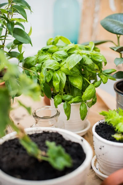 Balcony garden — Stock Photo, Image