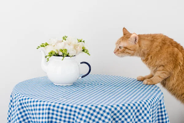 Katt och blommor — Stockfoto