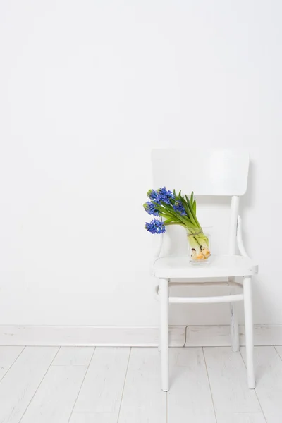 Giacinto blu in un vaso — Foto Stock