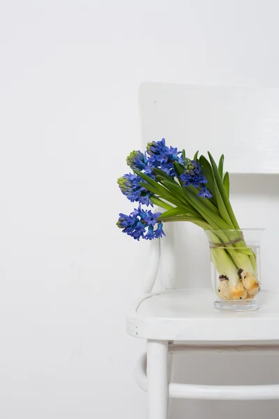 Blauwe hyacint in een vaas — Stockfoto