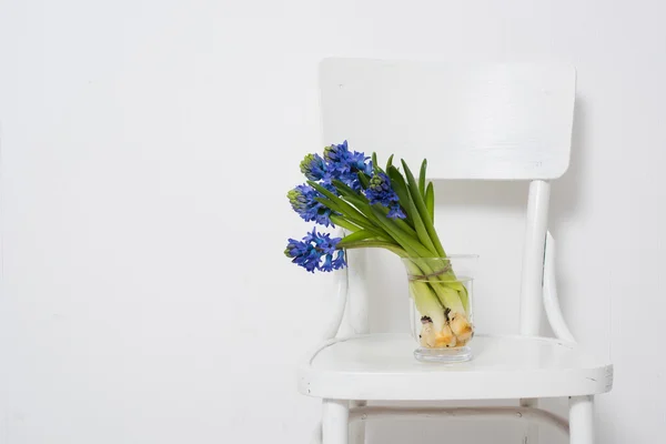 Jacinto azul em um vaso — Fotografia de Stock