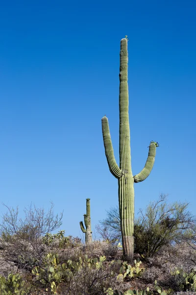 Saguaro National Park Arizona — Stockfoto