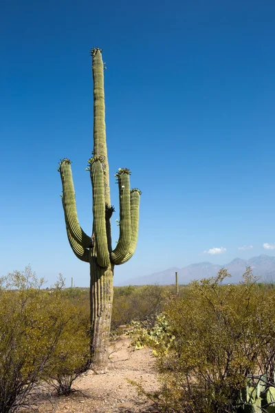 Saguaro kaktus Tucson Arizona — Stockfoto