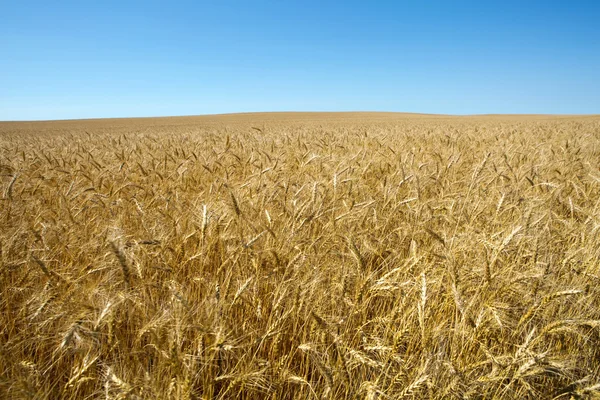 Campo de trigo Crescimento — Fotografia de Stock