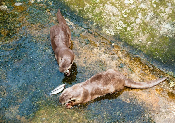 European otters eat fish