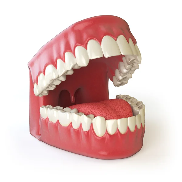 Dentes ou dentaduras isolados em branco. Aberto humano superior e inferior — Fotografia de Stock