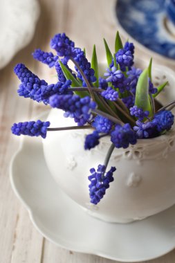 Muscari cam vazo içinde sunulan