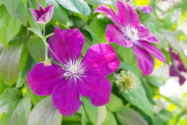  Clematis Rouge Bahçedeki Kardinal