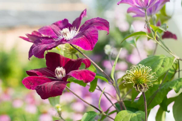 Clematis Rouge Kardynał Ogrodzie — Zdjęcie stockowe