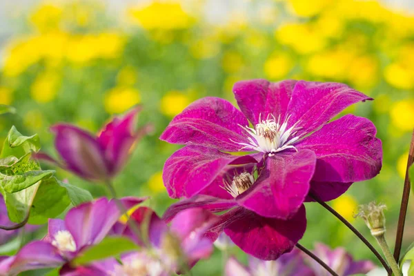 Clematis Rouge Cardenal Jardín Imagen De Stock