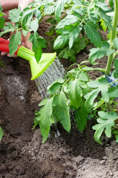 Tomaten Garten Gießen — Stockfoto