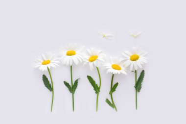 Çiçek arka planı. Beyaz kağıt arkaplanda desenler.