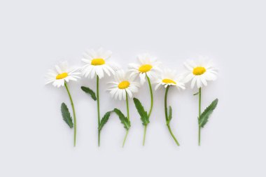 Çiçek arka planı. Beyaz kağıt arkaplanda desenler.